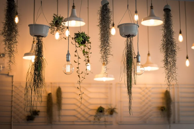 Plantes d'intérieur et accessoires de jardin : les bons choix