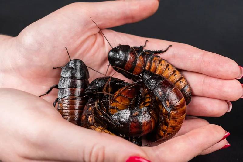 Les meilleurs insecticides pour cafards en 2026