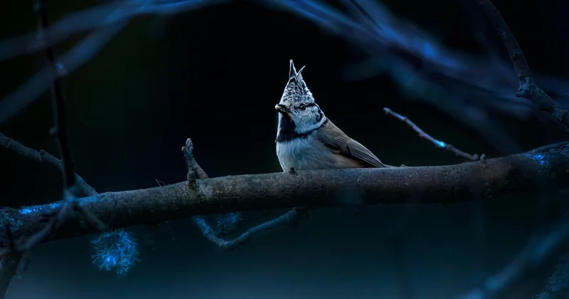 Peut-on acheter une mésange ? La réponse est simple : non