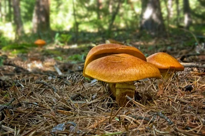 Champignon bolet jaune : guide complet pour le reconnaître et le cuisiner