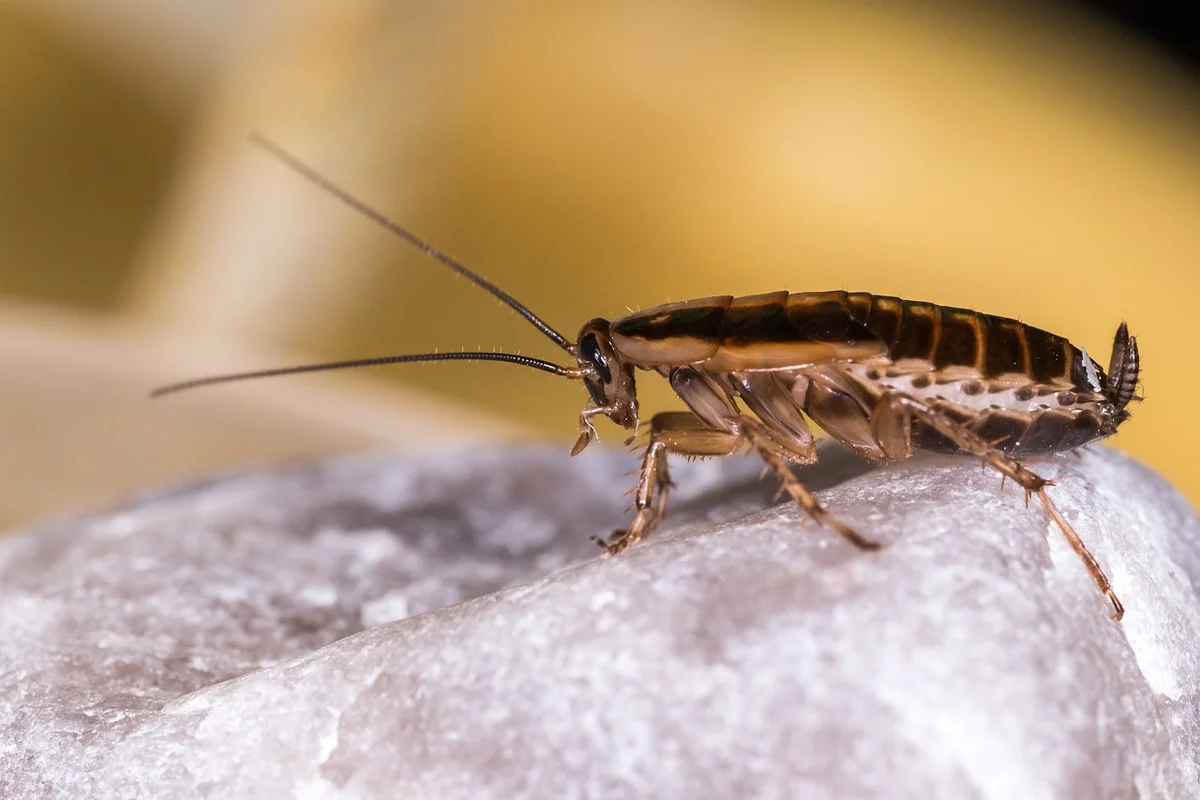 blattella germanica