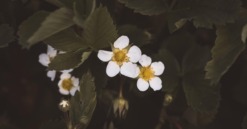 De la fleur au fruit : comment poussent les fraises, étape par étape
