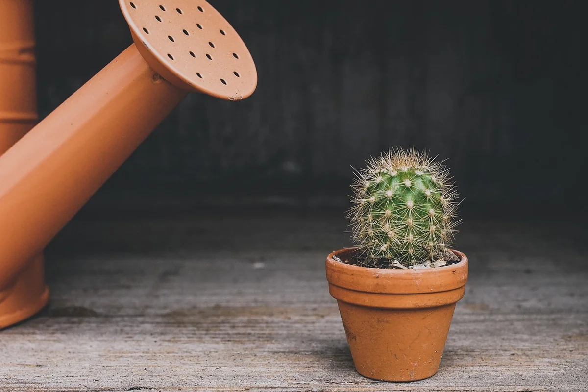 Étape 2 : Choisir ses plantes, monter une équipe gagnante