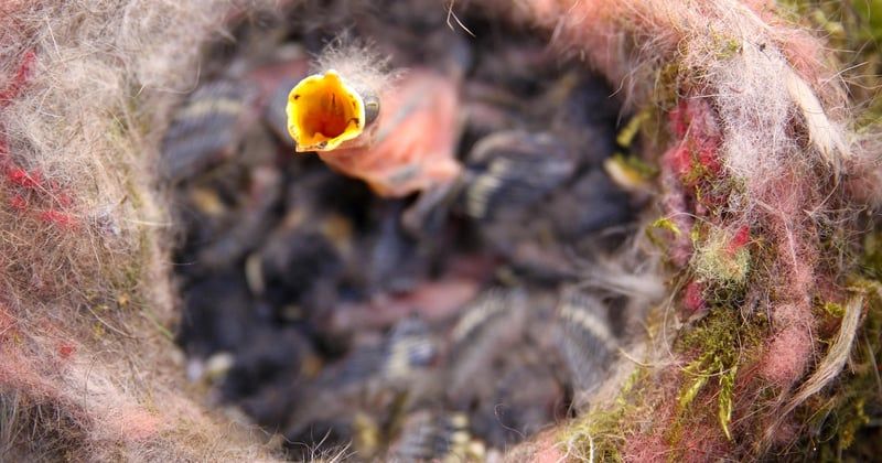Mesange oisillon : 5 choses essentielles à savoir pour bien l'élever
