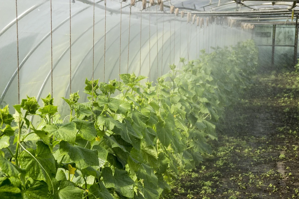 Mes méthodes culturales : la permaculture, oui mais pas que