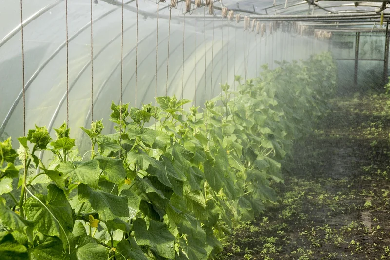 Mes méthodes culturales : la permaculture, oui mais pas que