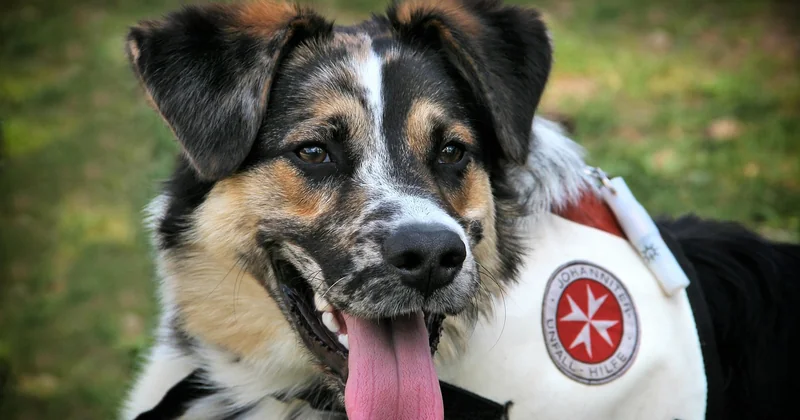 Détection canine punaise de lit à Paris : comment ça se passe concrètement
